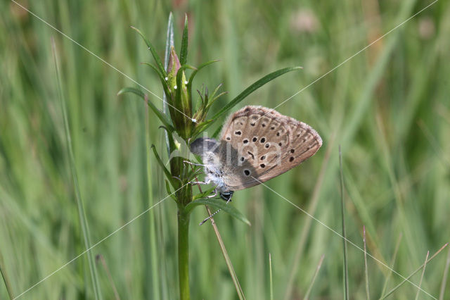 Alcon Blue (Maculinea alcon)