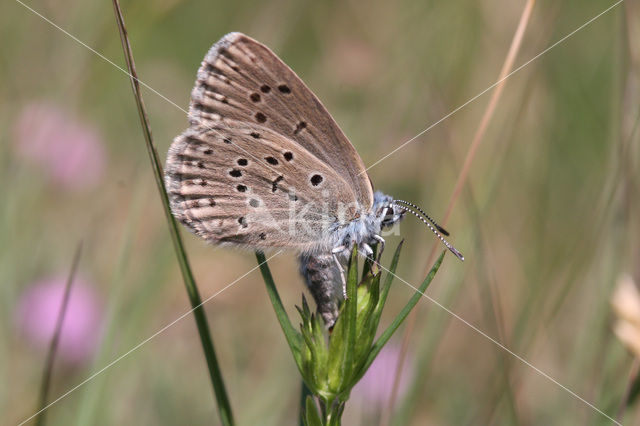 Alcon Blue (Maculinea alcon)