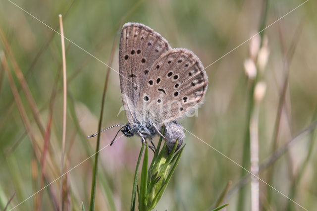 Gentiaanblauwtje (Maculinea alcon)