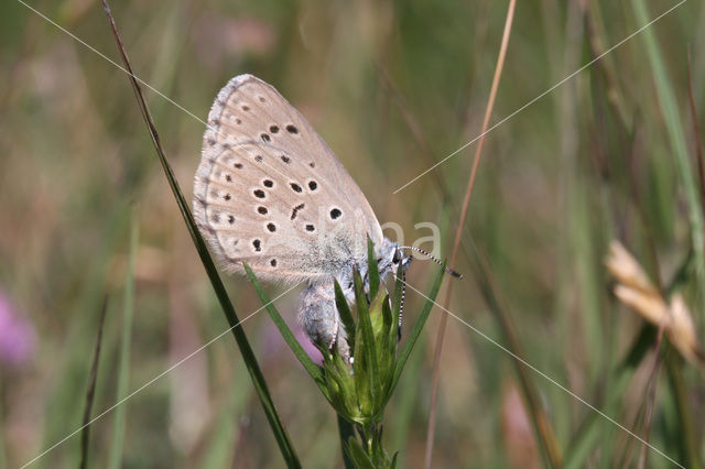 Gentiaanblauwtje (Maculinea alcon)