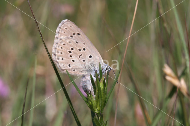 Alcon Blue (Maculinea alcon)