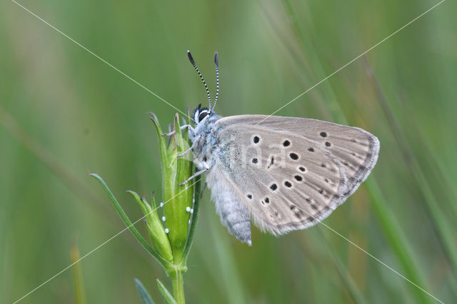 Alcon Blue (Maculinea alcon)