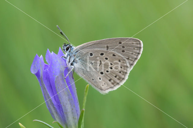 Alcon Blue (Maculinea alcon)