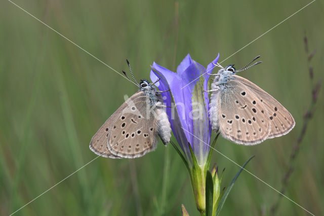 Alcon Blue (Maculinea alcon)