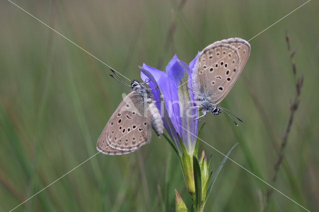 Gentiaanblauwtje (Maculinea alcon)