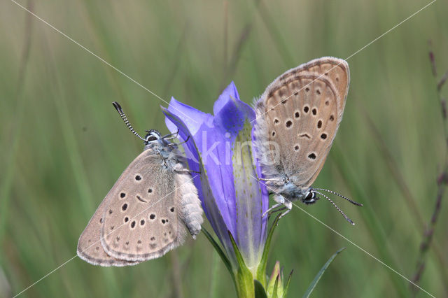 Alcon Blue (Maculinea alcon)