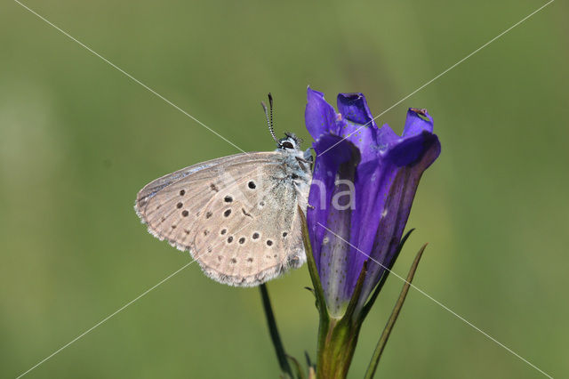 Alcon Blue (Maculinea alcon)