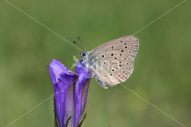 Gentiaanblauwtje (Maculinea alcon)