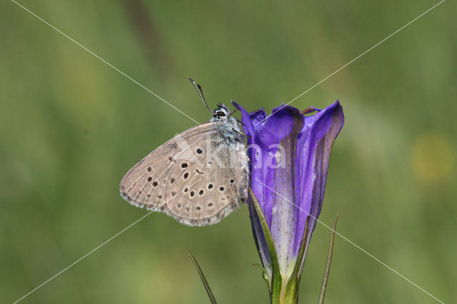 Gentiaanblauwtje (Maculinea alcon)