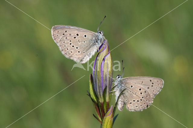 Alcon Blue (Maculinea alcon)