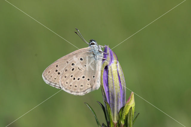 Gentiaanblauwtje (Maculinea alcon)