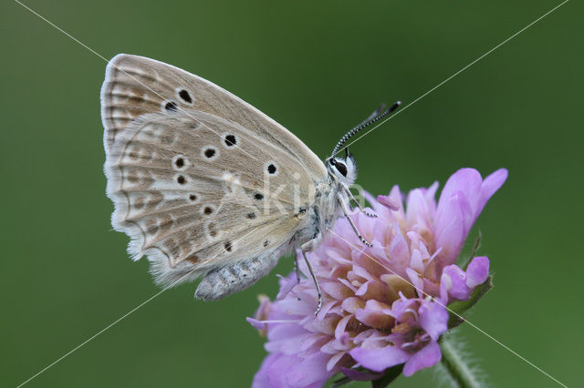 Polyommatus daphnis