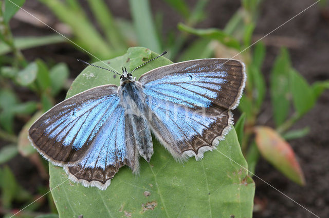 Polyommatus daphnis