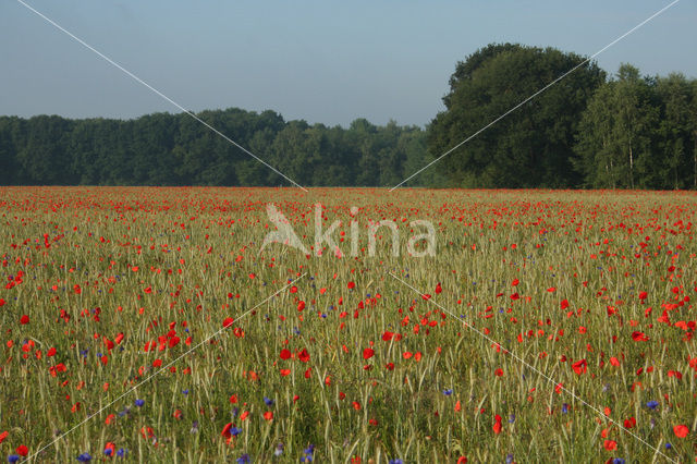 Gewone klaproos (Papaver rhoeas)