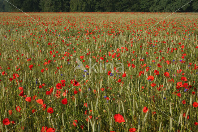 Gewone klaproos (Papaver rhoeas)