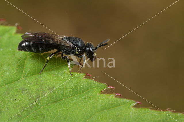 White-faced Bee (Hylaeus communis)