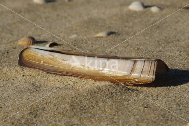 Grooved Razor (Solen marginatus)