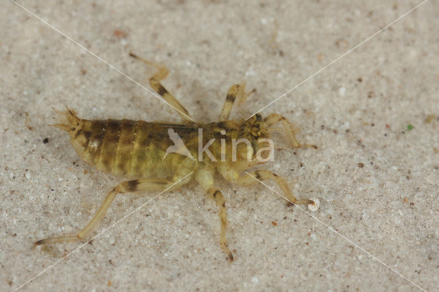 Gewone oeverlibel (Orthetrum cancellatum)