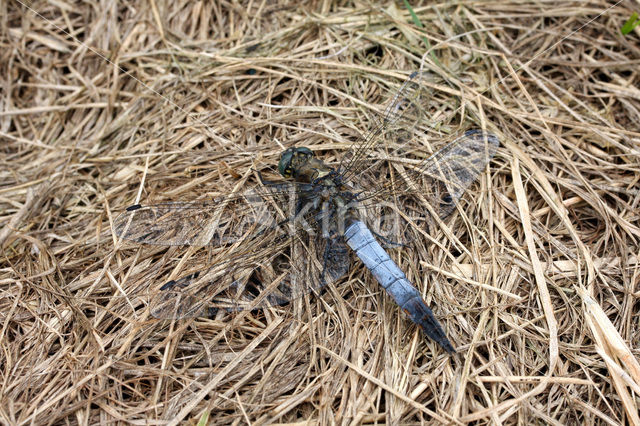 Gewone oeverlibel (Orthetrum cancellatum)