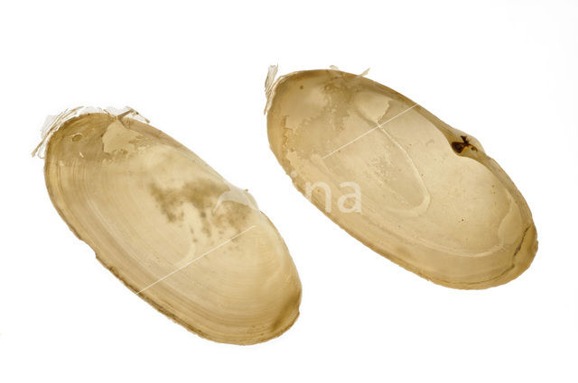 Common Otter-shell (Lutraria lutraria)