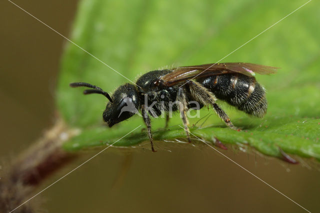 Gewone smaragdgroefbij (Lasioglossum leucopus)