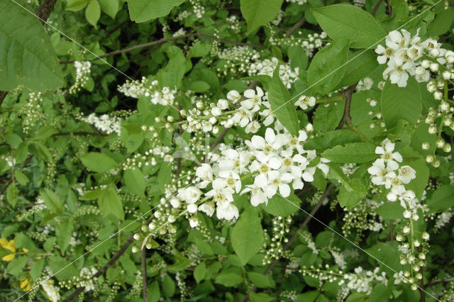 Gewone vogelkers (Prunus padus)