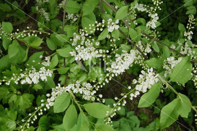 Bird Cherry (Prunus padus)