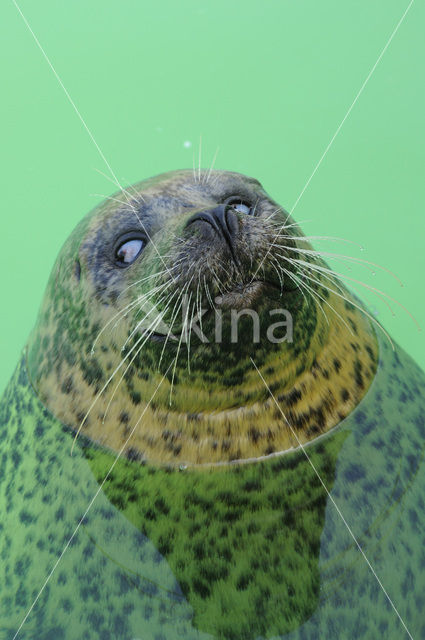 Common Seal (Phoca vitulina)