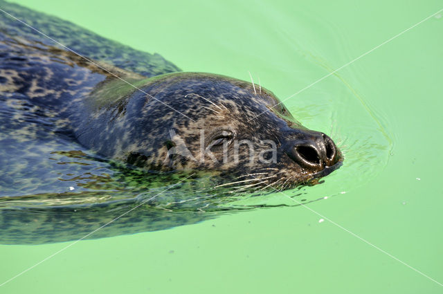 Gewone zeehond (Phoca vitulina)