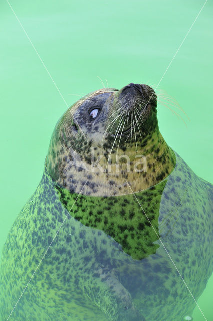 Common Seal (Phoca vitulina)