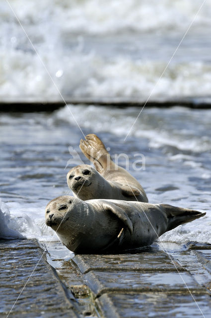 Gewone zeehond (Phoca vitulina)