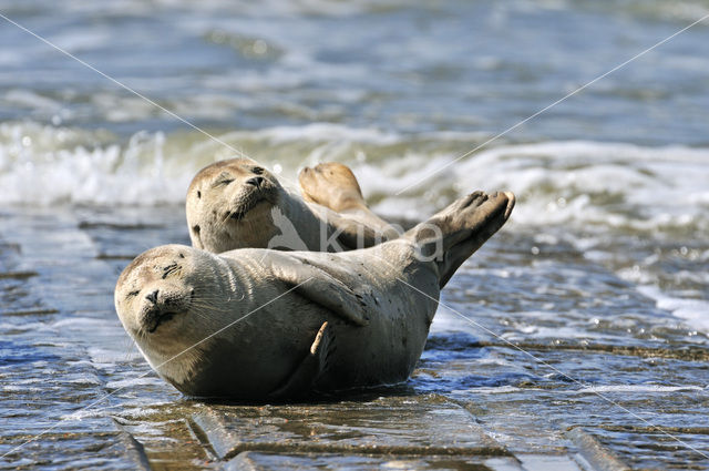 Common Seal (Phoca vitulina)