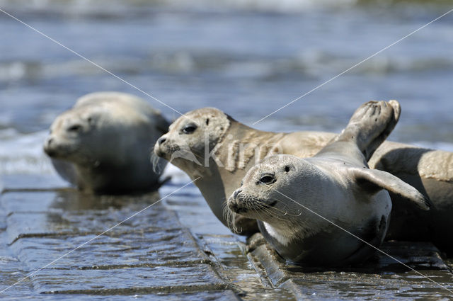 Common Seal (Phoca vitulina)