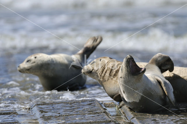 Common Seal (Phoca vitulina)