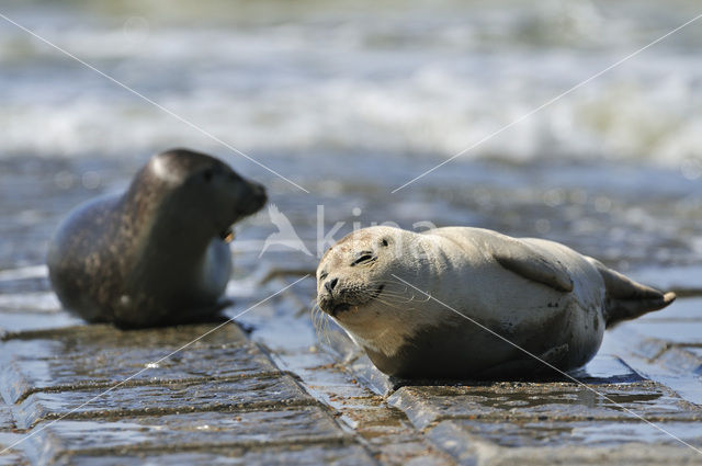 Gewone zeehond (Phoca vitulina)