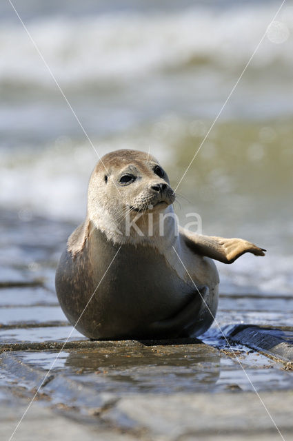 Gewone zeehond (Phoca vitulina)