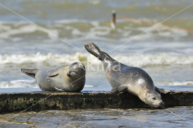 Common Seal (Phoca vitulina)