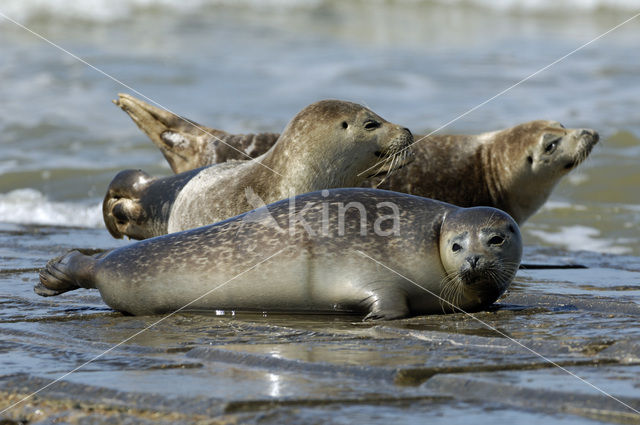 Gewone zeehond (Phoca vitulina)