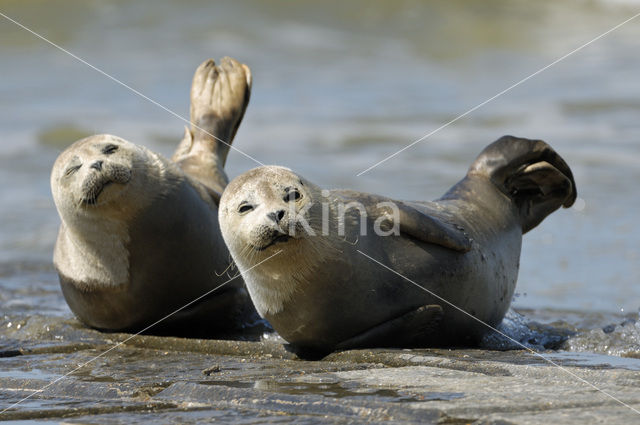 Gewone zeehond (Phoca vitulina)