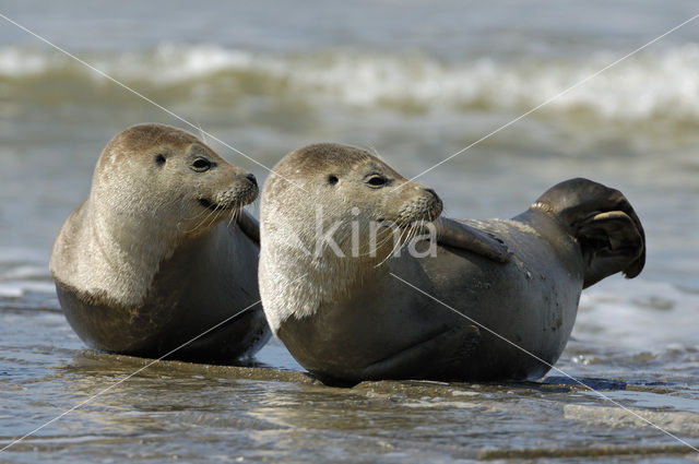 Gewone zeehond (Phoca vitulina)