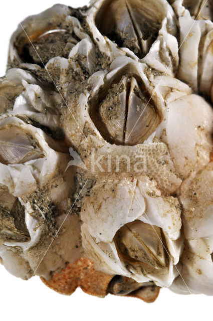 Acorn barnacle (Semibalanus balanoides)