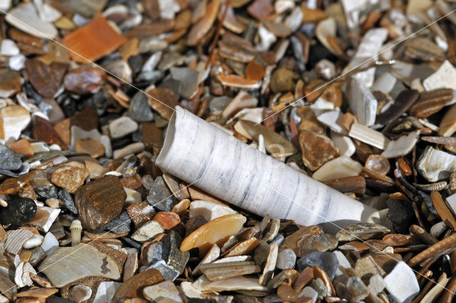 Elephant’s-tusk Shell (Dentalium entalis)