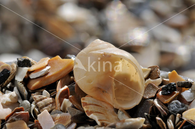 Common Necklace-shell (Euspira nitida)