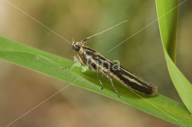 Goudlichtmot (Selagia argyrella)