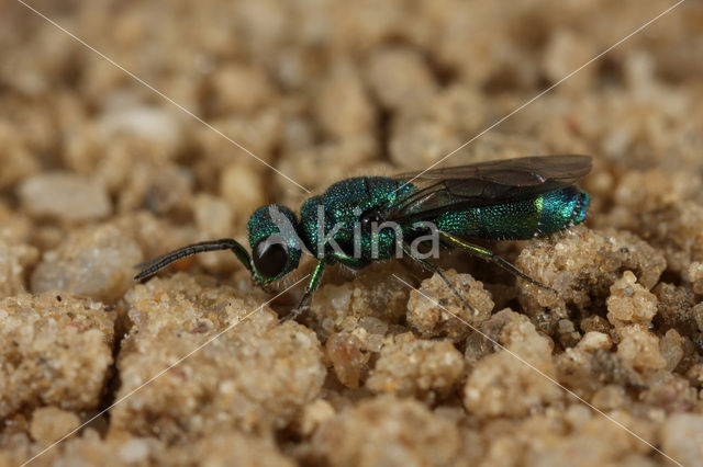gold wasp