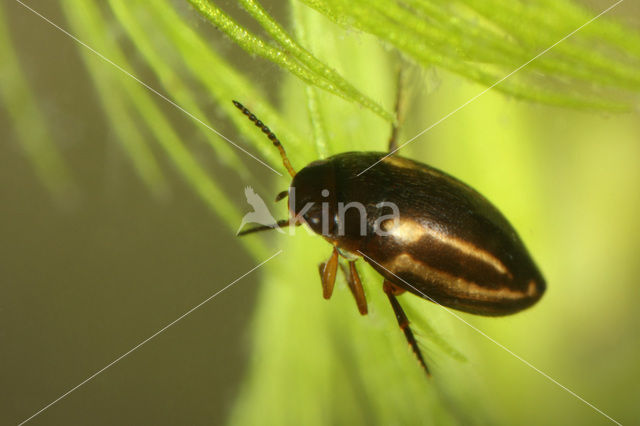 Graptodytes granularis