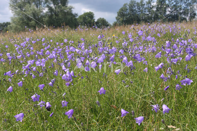 Grasklokje (Campanula rotundifolia)