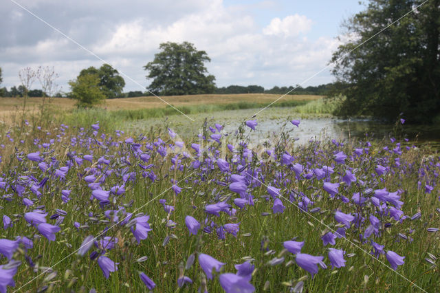 Grasklokje (Campanula rotundifolia)