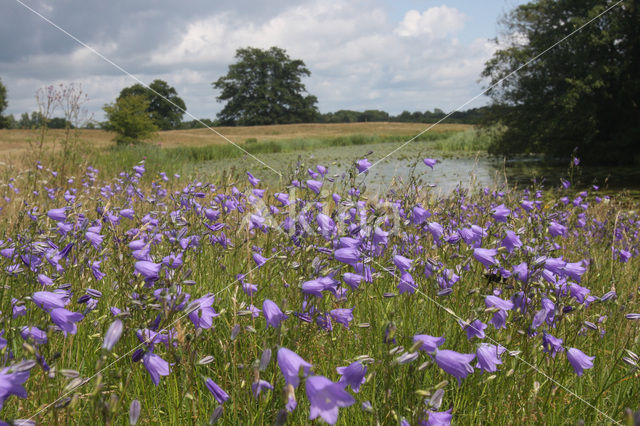 Grasklokje (Campanula rotundifolia)