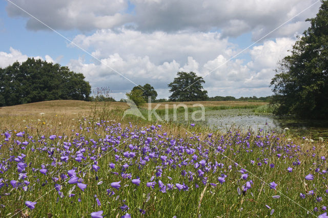 Harebell